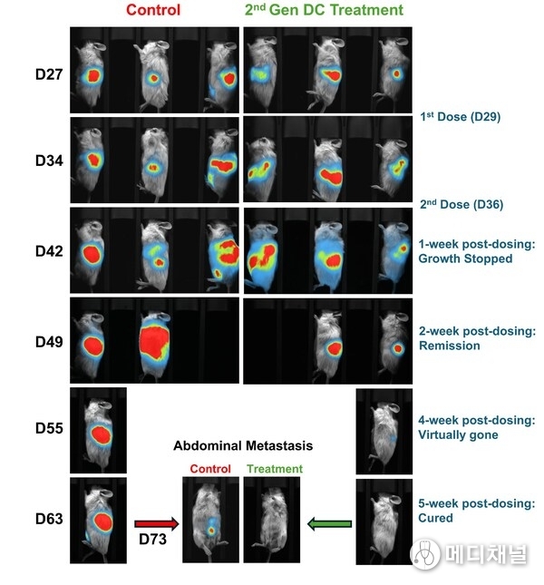 Images of control and 2nd Gen treatment condition mice using in vivo imaging system. Live imaging system was utilized to capture the tumor growth at various timepoints. The DC treated mouse showed absent signals of tumor at 5-week post dosing.