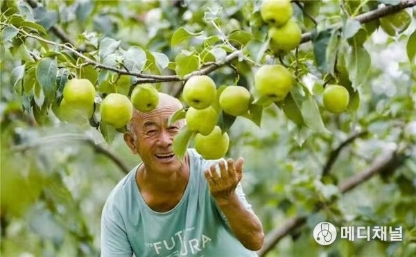 Photo shows a joyful farmer looking at a Yulu fragrant pear in Xi County of Shanxi Province, north China.